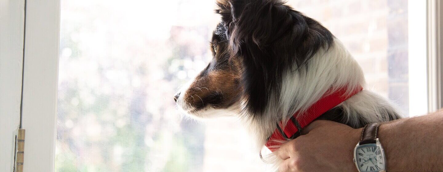 what does a red collar mean on a dog